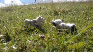Kuh und Kühlein auf der Alm